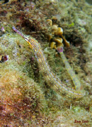 dragonface pipefish
canon g9 by Jun Lao 